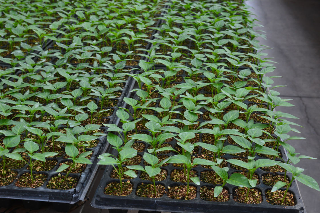 128 cellen PS Plastic zaadplaten voor groentenkwekerij 0,8 mm tot 1,0 mm dikke planten kiemplaten